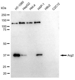 Invitrogen Arginase 2 Recombinant Rabbit Monoclonal Antibody (23GB655),