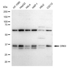 Invitrogen CRK Recombinant Rabbit Monoclonal Antibody (23GB1405), Invitrogen