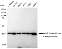 Invitrogen PKC alpha Recombinant Rabbit Monoclonal Antibody (23GB1030),