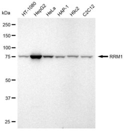 Invitrogen RRM1 Recombinant Rabbit Monoclonal Antibody (23GB960), Invitrogen