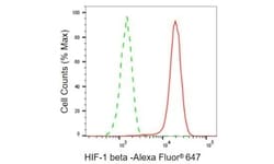 Invitrogen HIF-1 beta Recombinant Rabbit Monoclonal Antibody (23GB660) 20 &mu;L | Buy Online | Invitrogen&trade; | Fisher Scientific