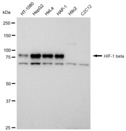Invitrogen HIF-1 beta Recombinant Rabbit Monoclonal Antibody (23GB660) 20 &mu;L | Buy Online | Invitrogen&trade; | Fisher Scientific