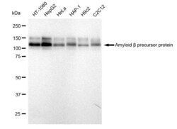 Invitrogen Amyloid Precursor Protein Recombinant Rabbit Monoclonal Antibody