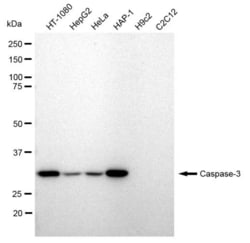 Invitrogen Caspase 3 Recombinant Rabbit Monoclonal Antibody (23GB705),