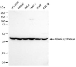 Invitrogen Citrate Synthase Recombinant Rabbit Monoclonal Antibody (23GB780),