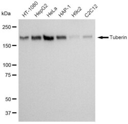 Invitrogen TSC2 Recombinant Rabbit Monoclonal Antibody (23GB1000), Invitrogen
