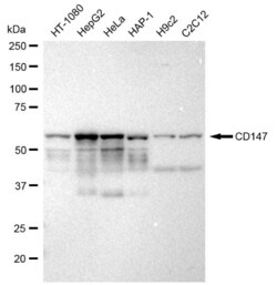 Invitrogen CD147 Recombinant Rabbit Monoclonal Antibody (23GB1460), Invitrogen