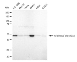 Invitrogen CSK Recombinant Rabbit Monoclonal Antibody (23GB1920), Invitrogen
