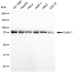 Invitrogen Cullin 1 Recombinant Rabbit Monoclonal Antibody (23GB1555),