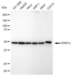 Invitrogen GSK3 alpha Recombinant Rabbit Monoclonal Antibody (23GB855),
