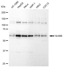 Invitrogen&trade;&nbsp;NUMB Recombinant Rabbit Monoclonal Antibody (23GB940)