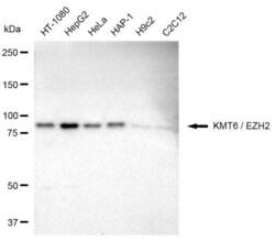 Invitrogen EZH2 Recombinant Rabbit Monoclonal Antibody (23GB835), Invitrogen