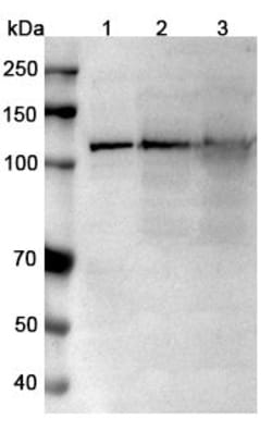 Invitrogen TRPM4 Humanized Recombinant Human Monoclonal Antibody (SAA0760)