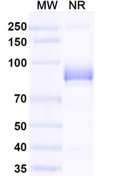 Invitrogen mCherry Recombinant Mouse Monoclonal Antibody (SAA0406) 100 &mu;g | Buy Online | Invitrogen&trade; | Fisher Scientific