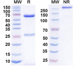 Invitrogen Anumigilimab Humanized Recombinant Human Monoclonal Antibody