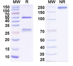 Invitrogen BMS-936559/MDX-1105 Humanized Recombinant Human Monoclonal Antibody (BMS-936559/MDX-1105) 100 &mu;g | Buy Online | Invitrogen&trade; | Fisher Scientific