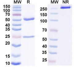 Invitrogen Cevostamab Humanized Recombinant Human Monoclonal Antibody 100