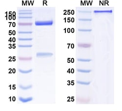 Invitrogen Dazukibart Humanized Recombinant Human Monoclonal Antibody 100 &mu;g | Buy Online | Invitrogen&trade; | Fisher Scientific