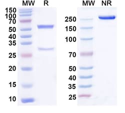 Invitrogen Domvanalimab Humanized Recombinant Human Monoclonal Antibody