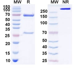 Invitrogen Idactamab Humanized Recombinant Human Monoclonal Antibody 100