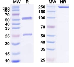 Invitrogen Itepekimab Humanized Recombinant Human Monoclonal Antibody 100