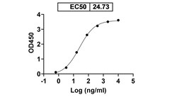 Invitrogen M802 Humanized Recombinant Human Monoclonal Antibody (M802)