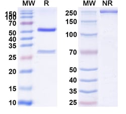 Invitrogen Maridebart Humanized Recombinant Human Monoclonal Antibody 100