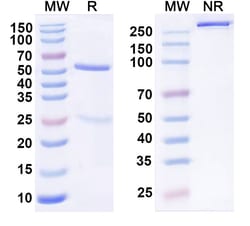 Invitrogen MK-3655 Humanized Recombinant Human Monoclonal Antibody (MK-3655)