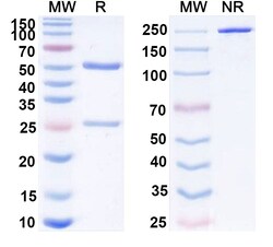 Invitrogen Nofazinlimab Humanized Recombinant Human Monoclonal Antibody