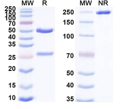 Invitrogen Raludotatug Humanized Recombinant Human Monoclonal Antibody