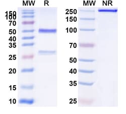 Invitrogen Runimotamab Humanized Recombinant Human Monoclonal Antibody