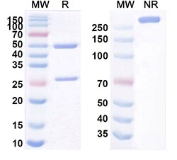 Invitrogen Verekitug Humanized Recombinant Human Monoclonal Antibody 100