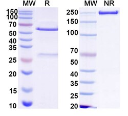 Invitrogen Human IgG1 LALAPG Recombinant Isotype Control (HyHEL-10) 100