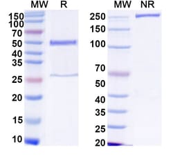 Invitrogen™ Human IgG1 Recombinant Isotype Control (13R4)