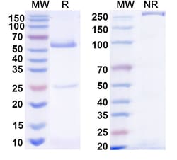 Invitrogen Human IgG1, kappa Recombinant Isotype Control (5Vk2/37.7H) 100