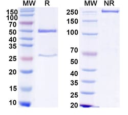 Invitrogen™ Human IgG1 Recombinant Isotype Control (HyHEL-10)