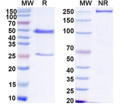 Invitrogen™ Human IgG1 Recombinant Isotype Control (REA293)