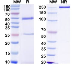 Invitrogen&trade;&nbsp;Human IgG1 LALA Recombinant Isotype Control (HyHEL-10)