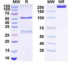 Invitrogen&trade;&nbsp;Human IgG1 lambda Recombinant Isotype Control (HyHEL-10)