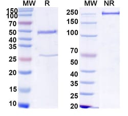 Invitrogen™ Human IgG2 Recombinant Isotype Control (HyHEL-10)
