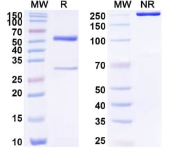 Invitrogen&trade;&nbsp;Human IgG2 lambda Recombinant Isotype Control (HyHEL-10)