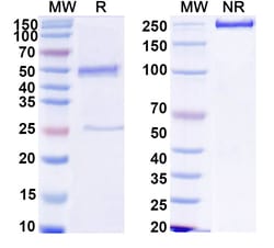 Invitrogen&trade;&nbsp;Human IgG3 Recombinant Isotype Control (HyHEL-10)