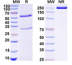 Invitrogen&trade;&nbsp;Mouse IgG1 (D265A) kappa Recombinant Isotype Control (SAA0336)