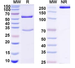 Invitrogen&trade;&nbsp;Mouse IgG1 kappa Recombinant Isotype Control (MOPC-21)
