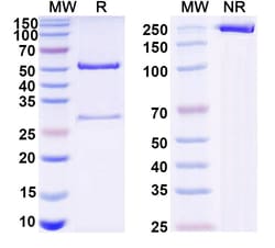 Invitrogen&trade;&nbsp;Mouse IgG2a kappa Recombinant Isotype Control (MOPC-173)