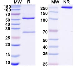 Invitrogen&trade;&nbsp;Mouse IgG2b kappa Recombinant Isotype Control (MPC-11)