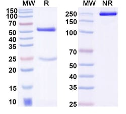 Invitrogen™ Mouse IgG2c Recombinant Isotype Control (HyHEL-10)