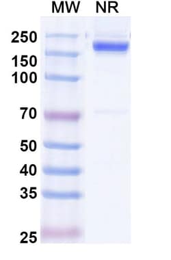 Invitrogen&trade;&nbsp;Rabbit IgG Recombinant Isotype Control (HyHEL-10)
