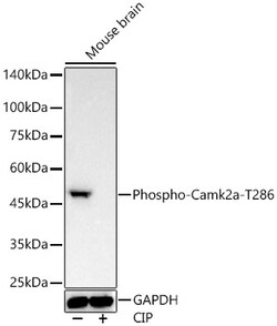 Invitrogen Phospho-CaMKII alpha (Thr286) Recombinant Rabbit Monoclonal