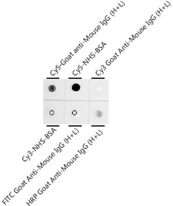 Invitrogen Cy5 Recombinant Rabbit Monoclonal Antibody (0K5H10) 100 &mu;L;
